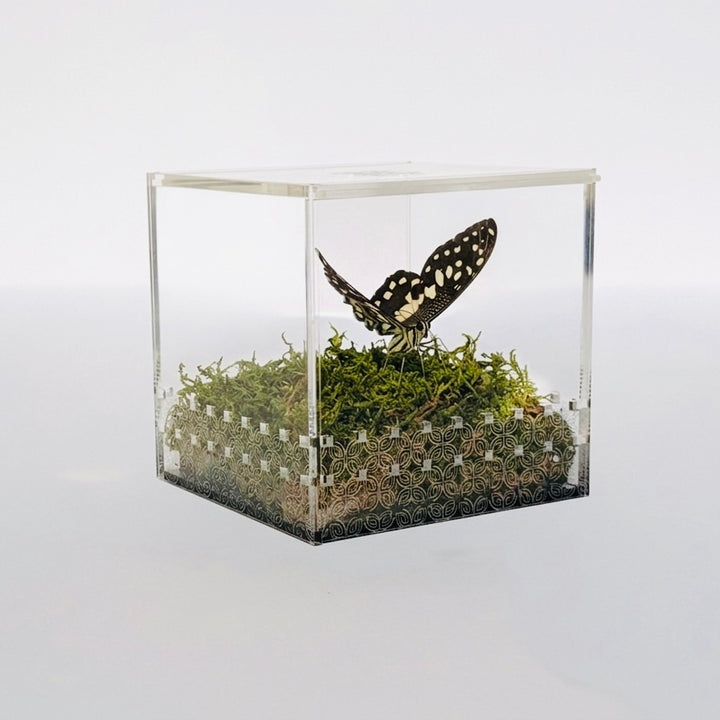 Make a Wish Box - No Flower