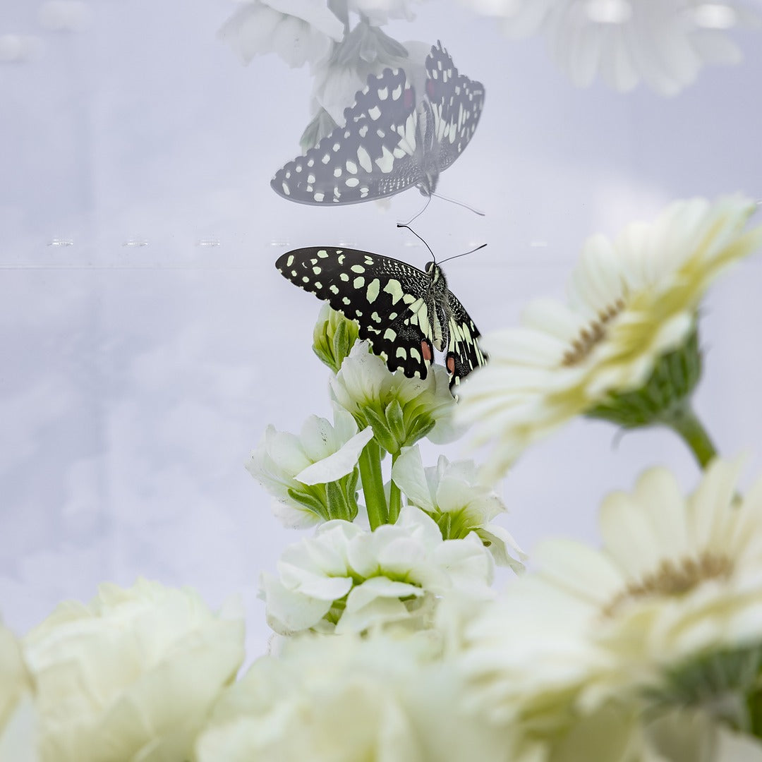 Farasha Box - Elegant White