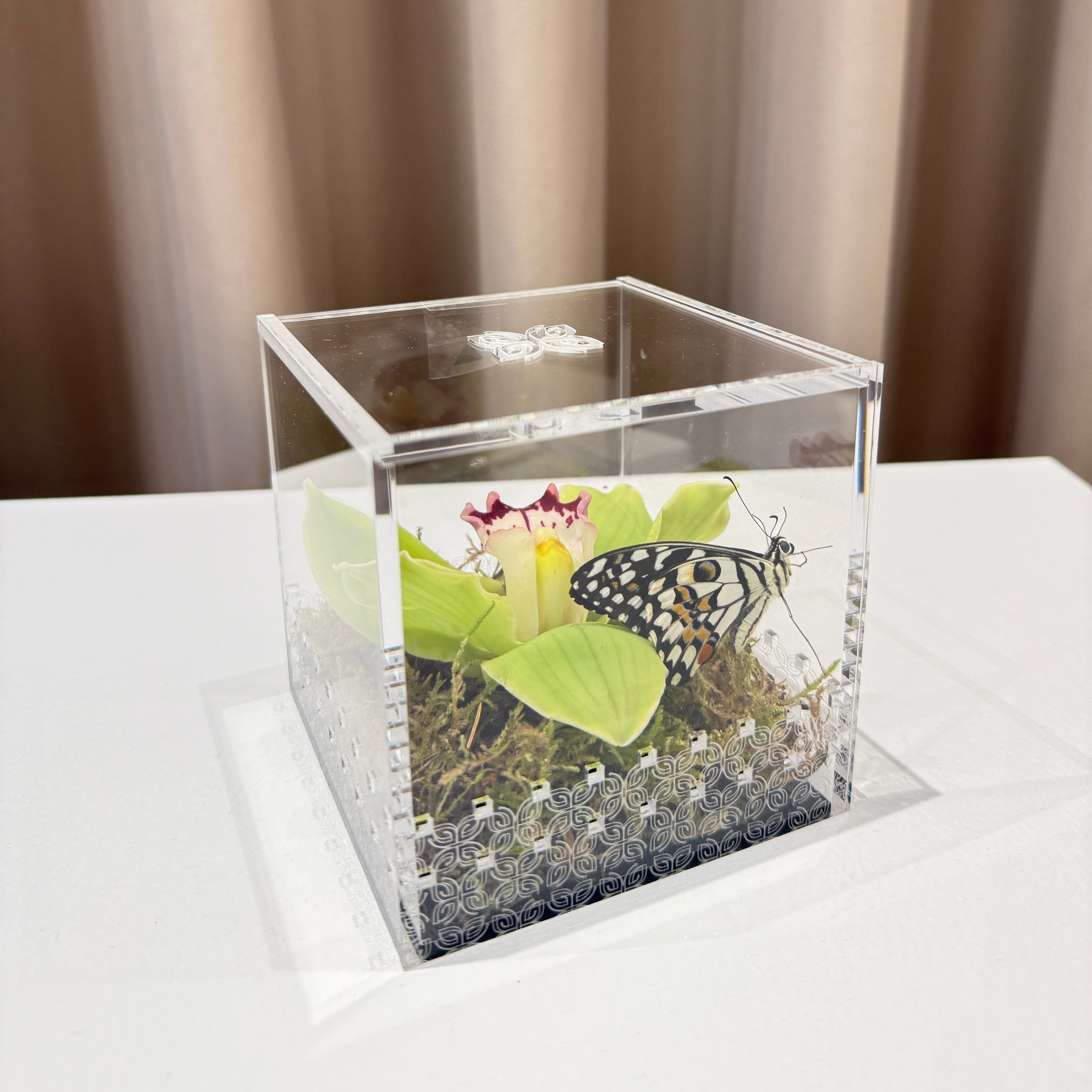 Make a Wish Box - Green Orchid
