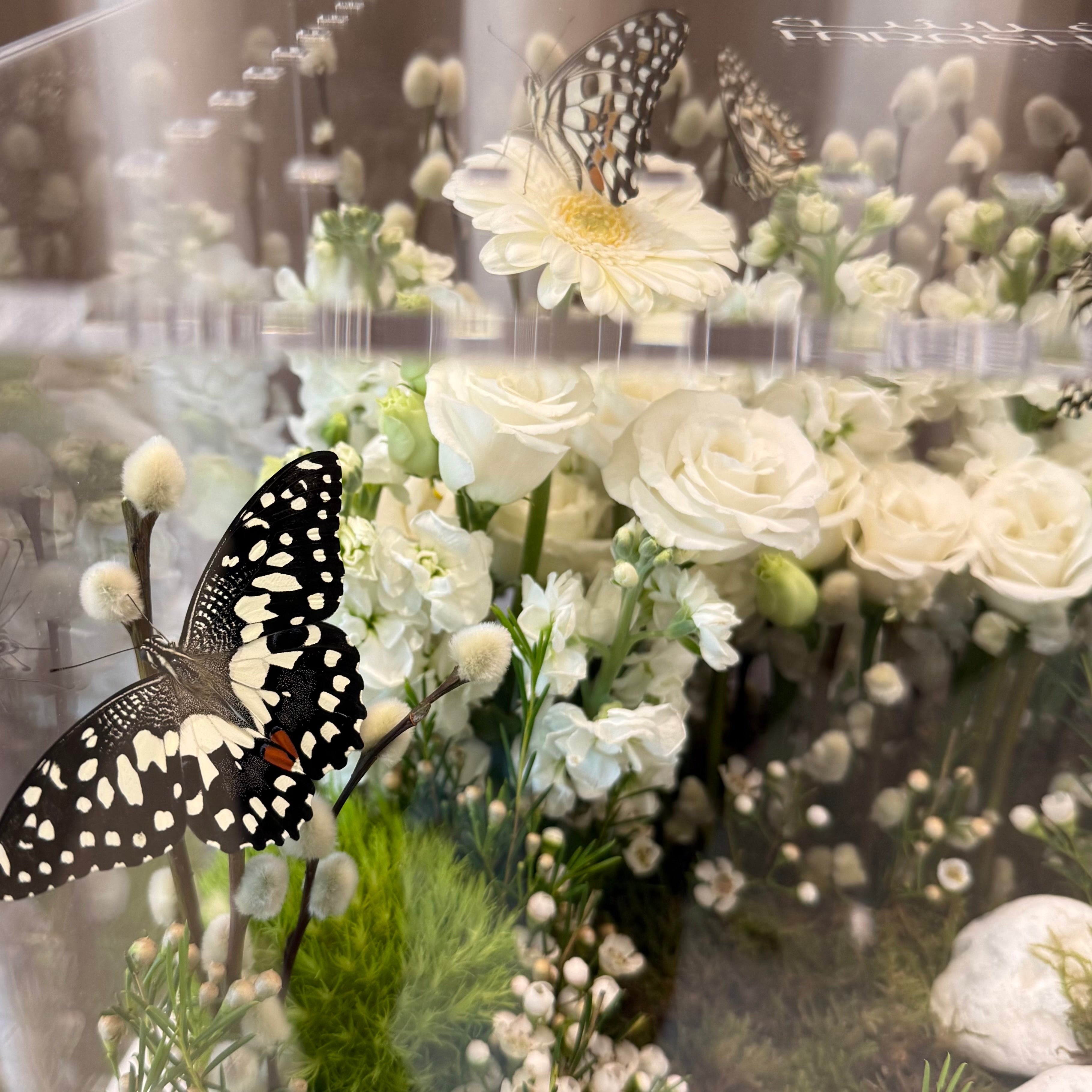 Farasha Gold - White Enchanted Forest