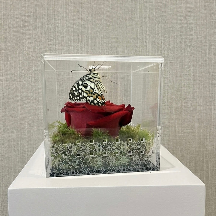 Make a Wish Box - Red Rose