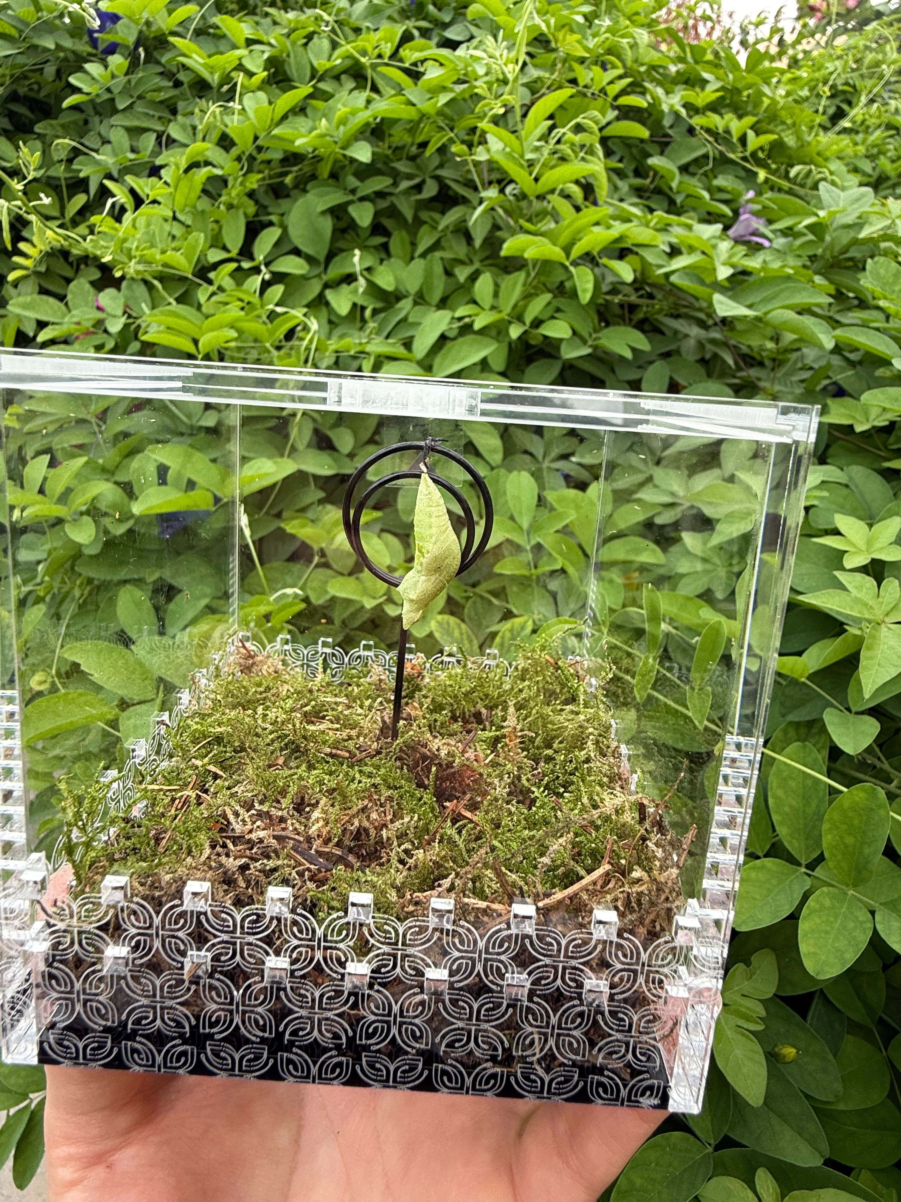 Chrysalis Box
