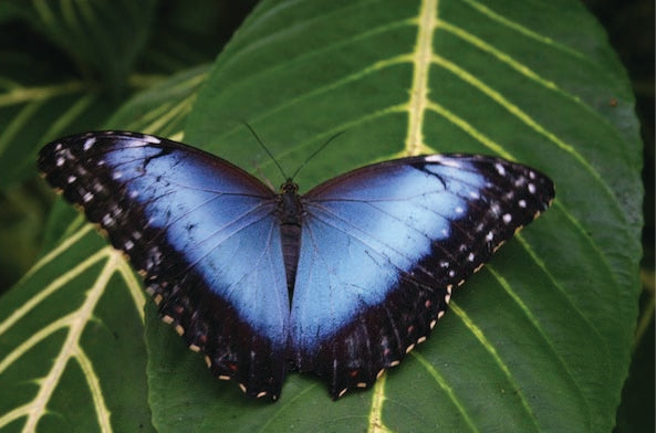 Floral Arrangement - Blue Morpho