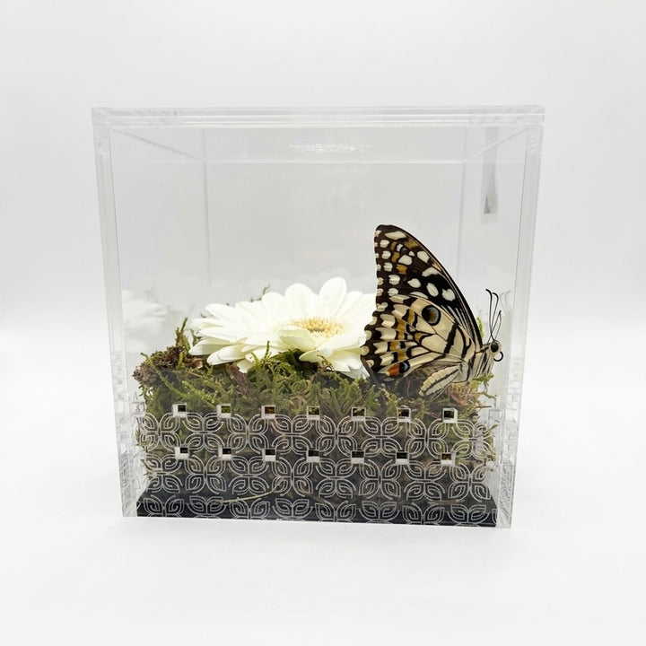 Make a Wish Box - White