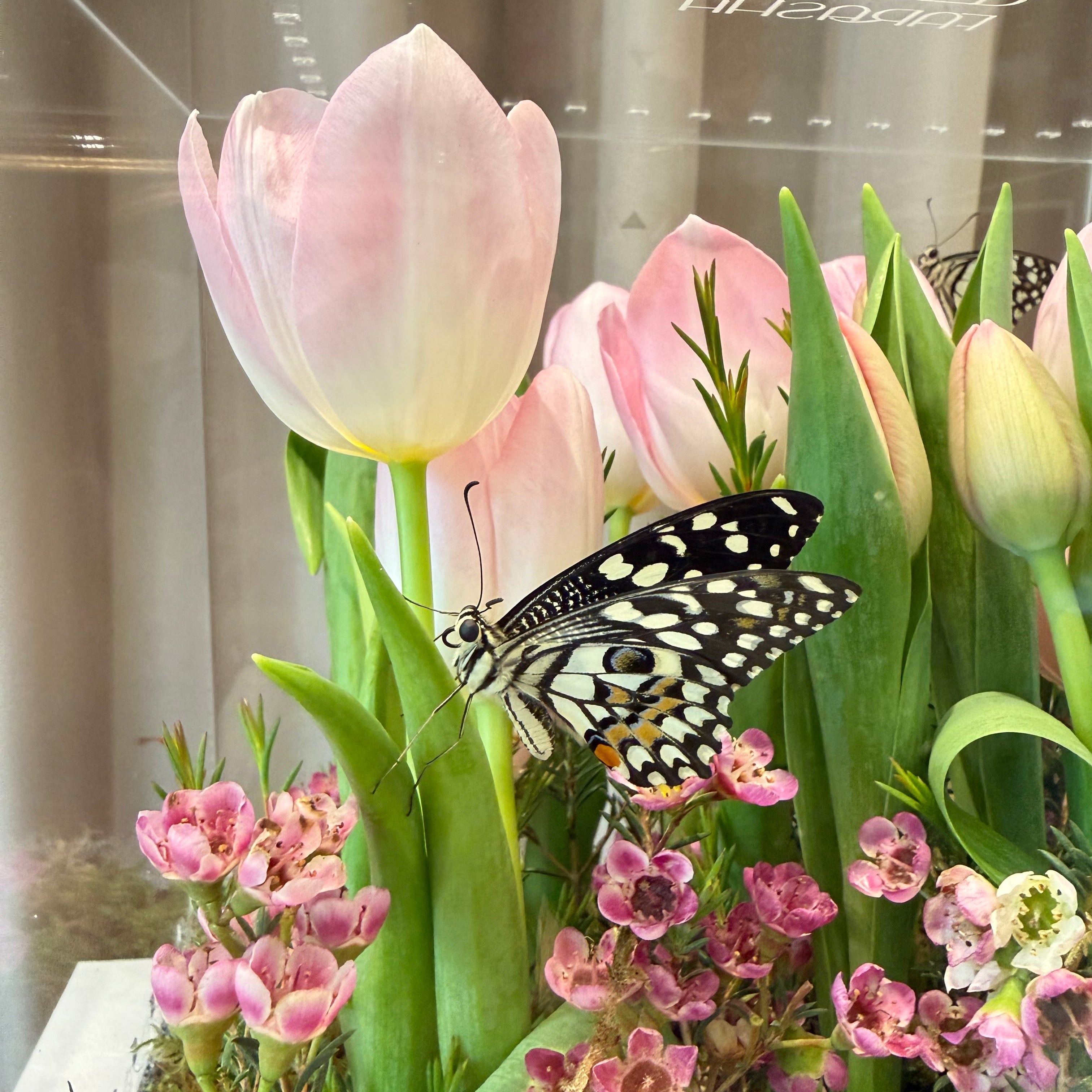 Farasha Gold - Pink Tulip Garden