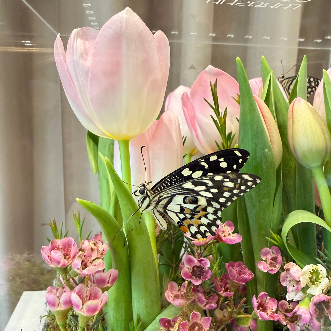 Farasha Gold - Pink Tulip Garden