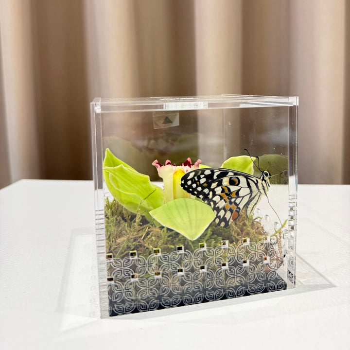 Make a Wish Box - Green Orchid
