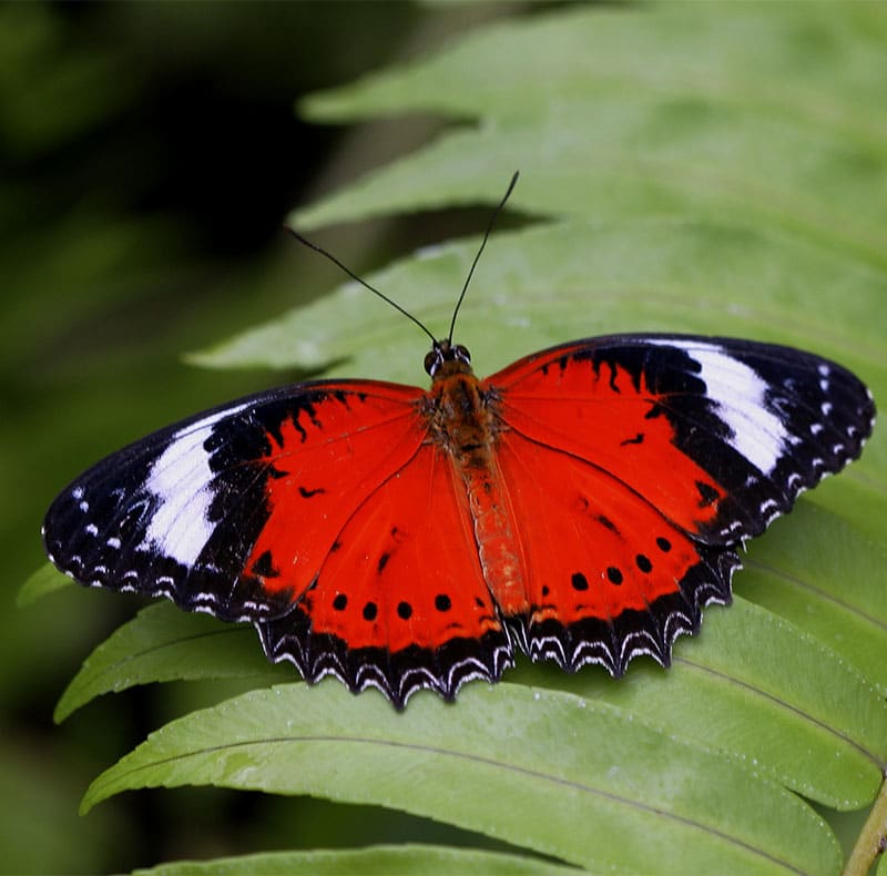 Floral Arrangement - Red Lacewing